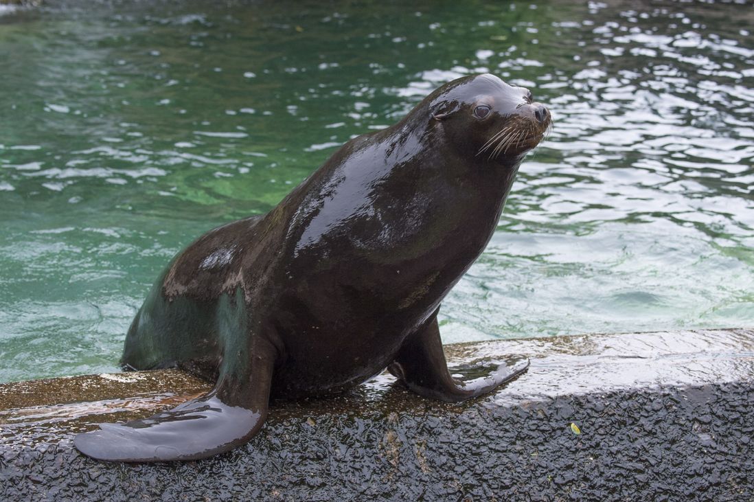 California sea lion at Queens Zoo<br/>